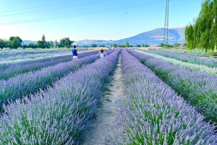 Assisi e Perugia e la fioritura del Lavandeto – 1/2 Luglio