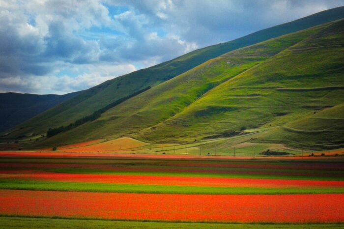 La fioritura Castelluccio di Norcia – 18 Giugno